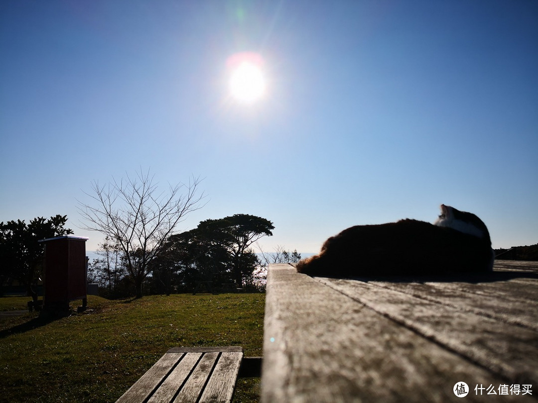 石卷市猫岛一日游（大量猫图）