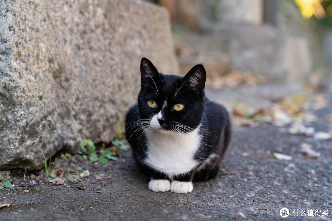 石卷市猫岛一日游（大量猫图）