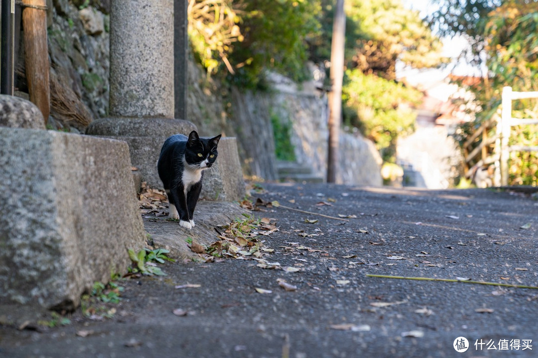 石卷市猫岛一日游（大量猫图）