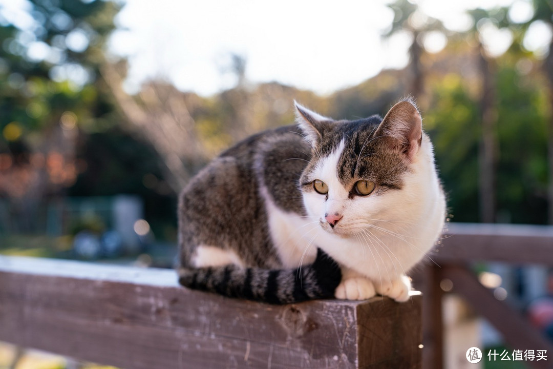 石卷市猫岛一日游（大量猫图）