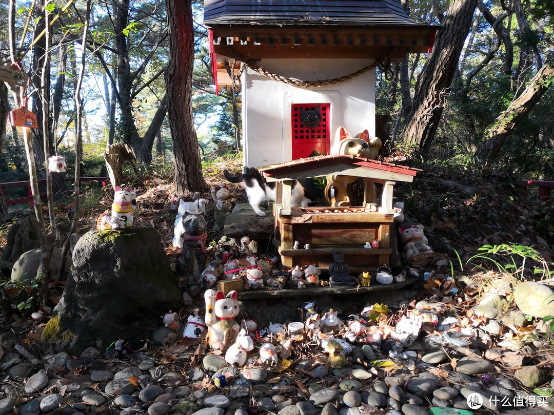 石卷市猫岛一日游（大量猫图）