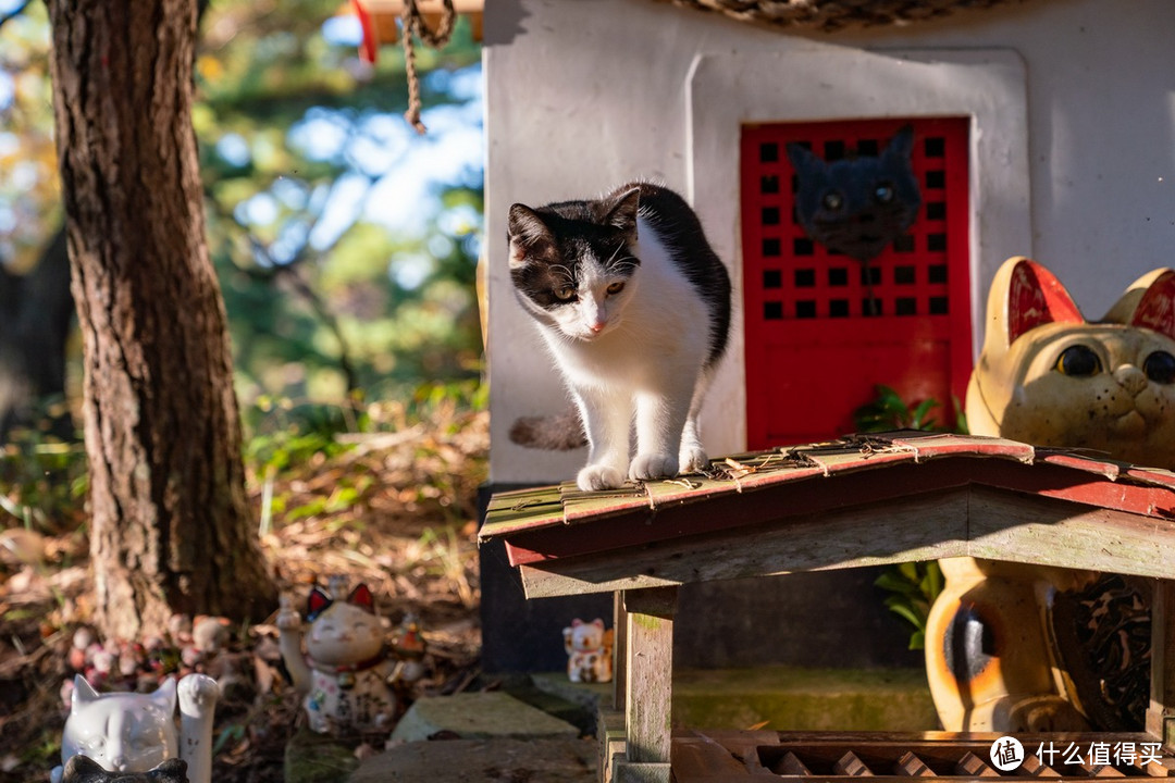 石卷市猫岛一日游（大量猫图）