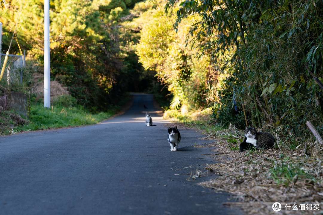 石卷市猫岛一日游（大量猫图）