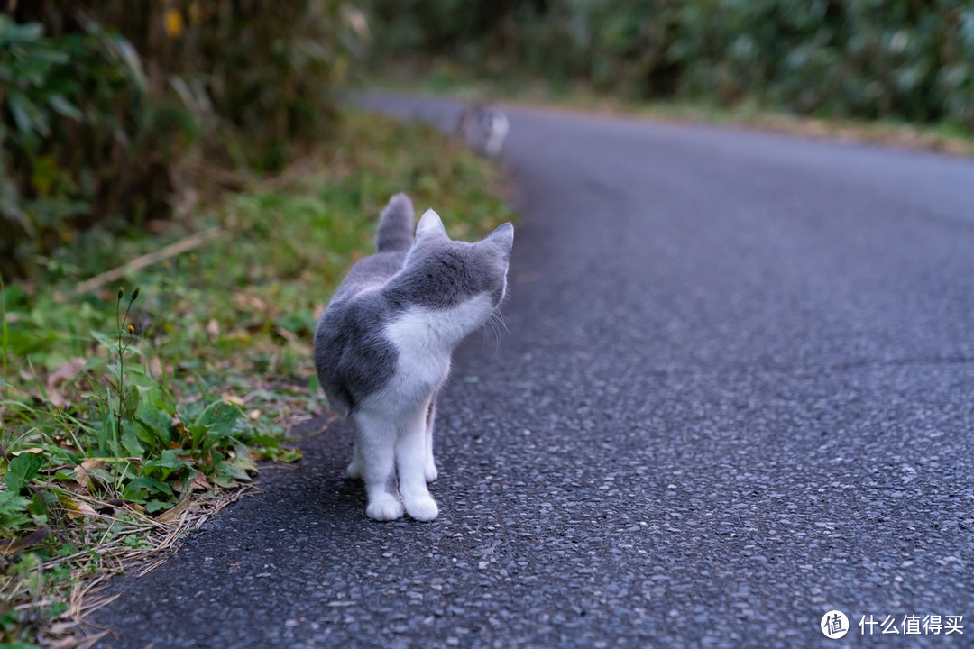 石卷市猫岛一日游（大量猫图）