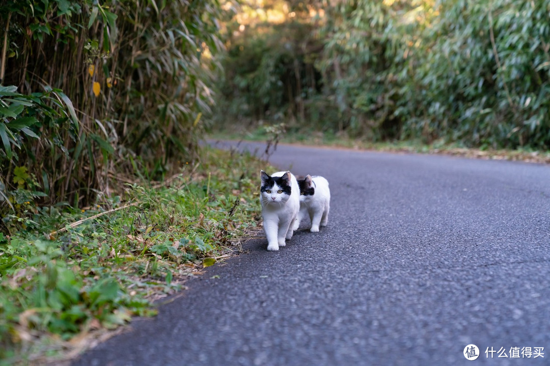 石卷市猫岛一日游（大量猫图）