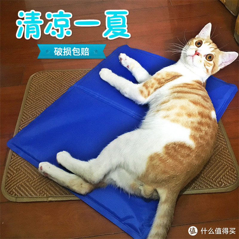 家里没矿,但我有猫……而且…是三只—做一个幸福的铲屎官