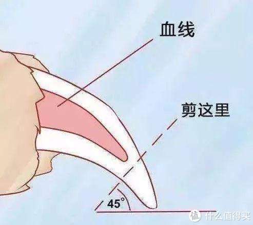 这是网上流传的剪指甲图，其实它是错的，那里就已经剪太多了。