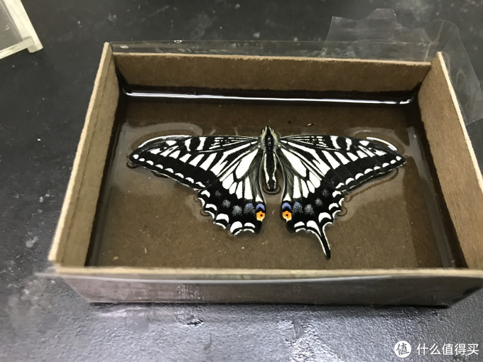 时间晶体篇一 定格每一个美好瞬间 柑橘凤蝶标本制作指南 装饰摆件 什么值得买