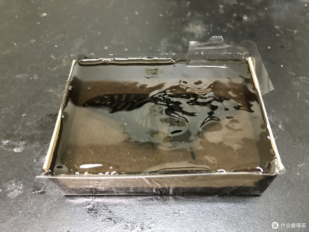 定格每一个美好瞬间——柑橘凤蝶标本制作指南