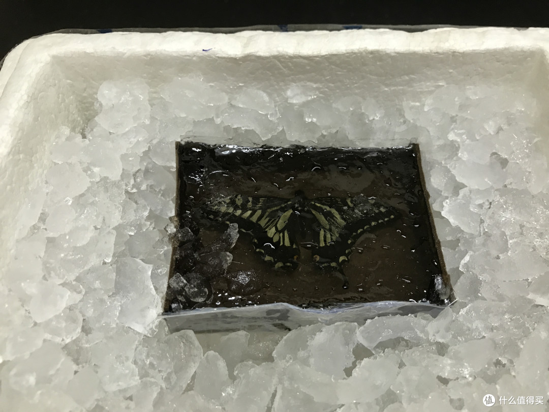 定格每一个美好瞬间——柑橘凤蝶标本制作指南