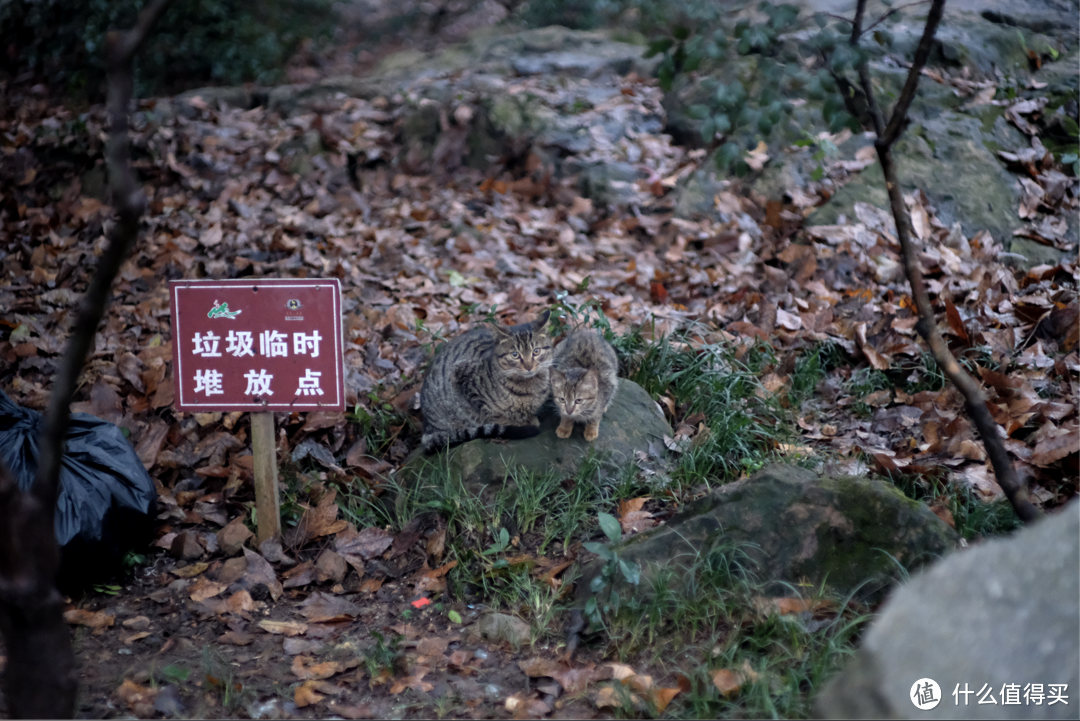 官方称它人像头,我却拿它去旅游。七工匠 55 1.4镜头 富士卡口