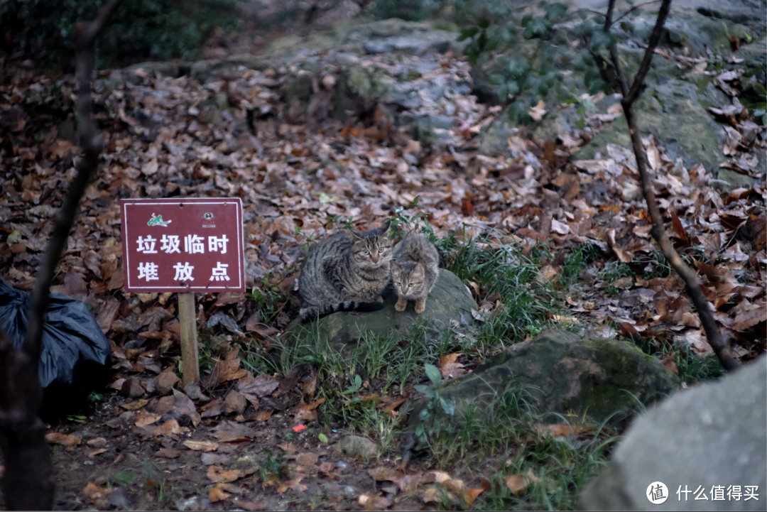 官方称它人像头，我却拿它去旅游。七工匠 55 1.4镜头 富士卡口