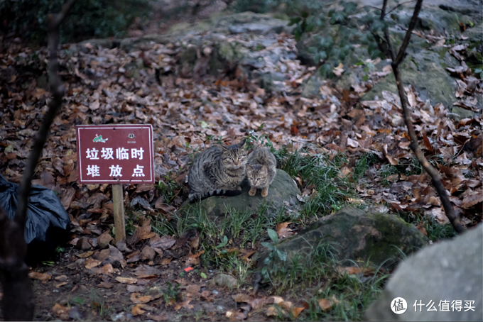 官方称它人像头，我却拿它去旅游。七工匠 55 1.4镜头 富士卡口