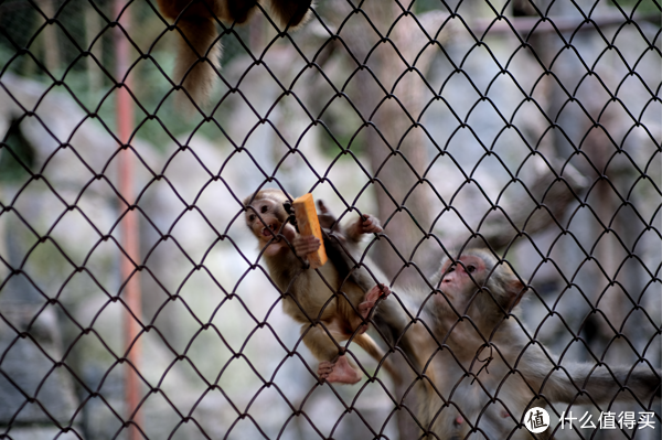 在此之前，小猴子拿到的南瓜基本上全被其他猴子抢掉了