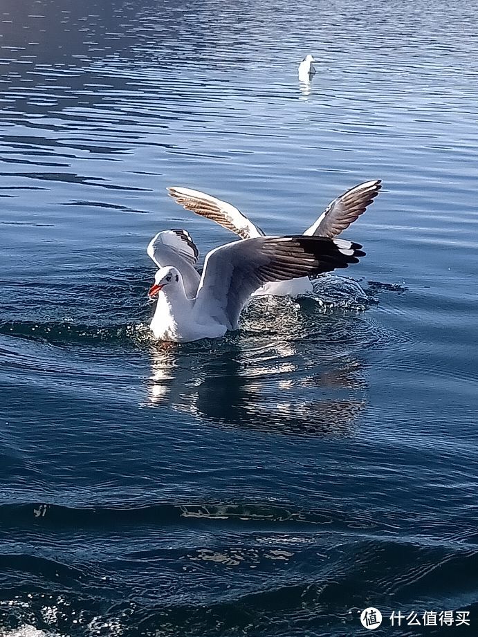 泸沽湖里的红嘴海鸥