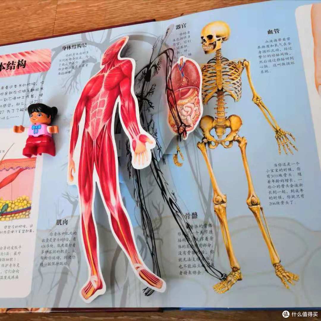 毛爸聊玩具：人体科普绘本分年龄选购指南来了 |书单