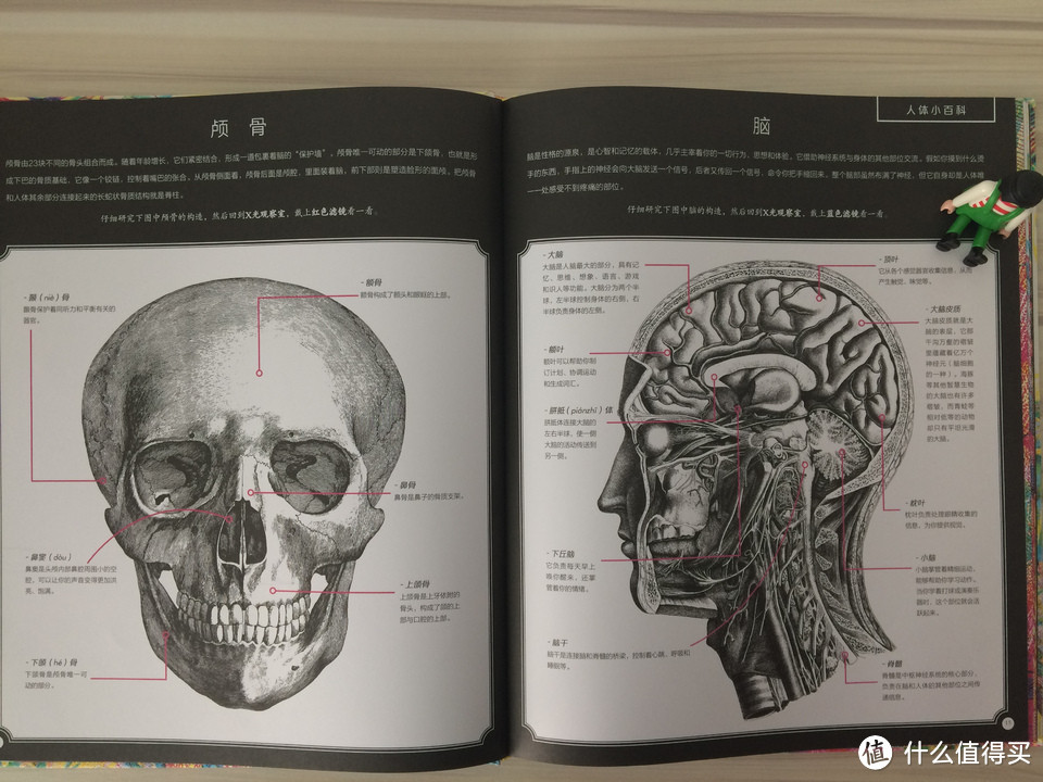 毛爸聊玩具：人体科普绘本分年龄选购指南来了 |书单