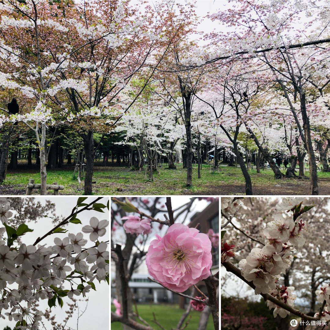 未见樱花却也迷醉—北海道七天八个地儿的暴走旅行(多图预警)上