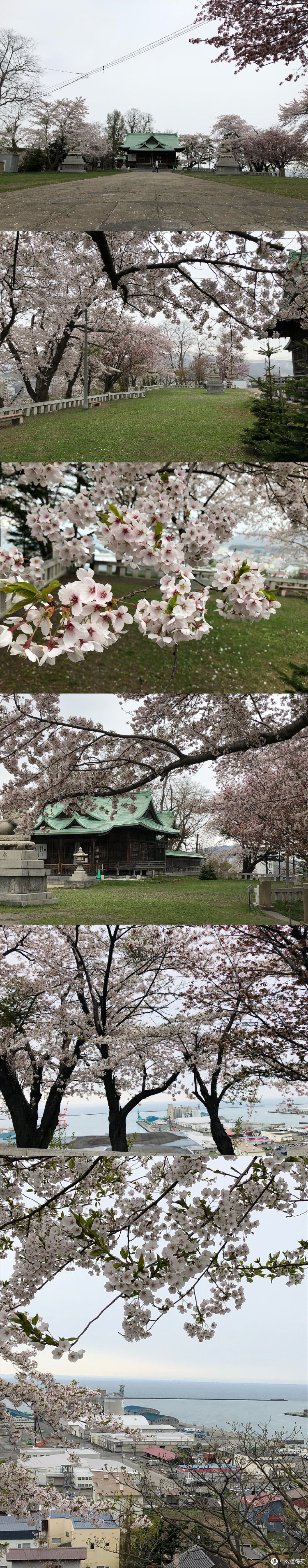 山顶神社樱花