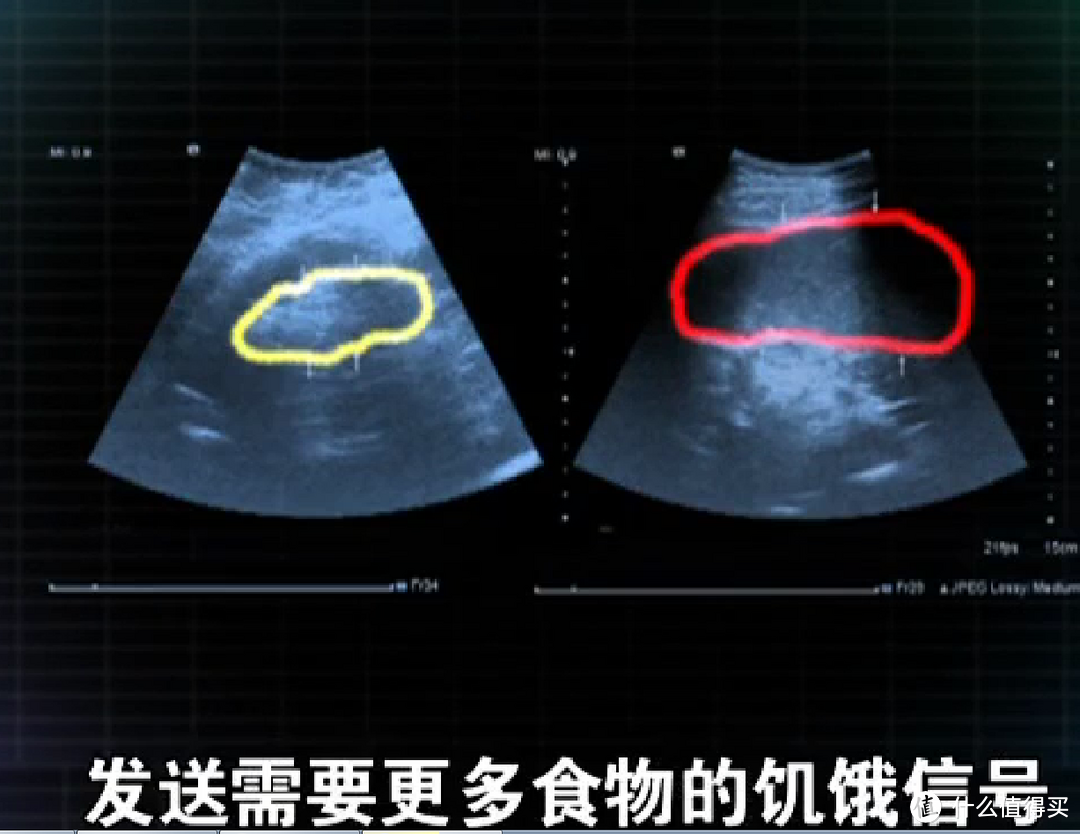 减肥没有那么难，这10个BBC用科学实验证实了的结论来看看！