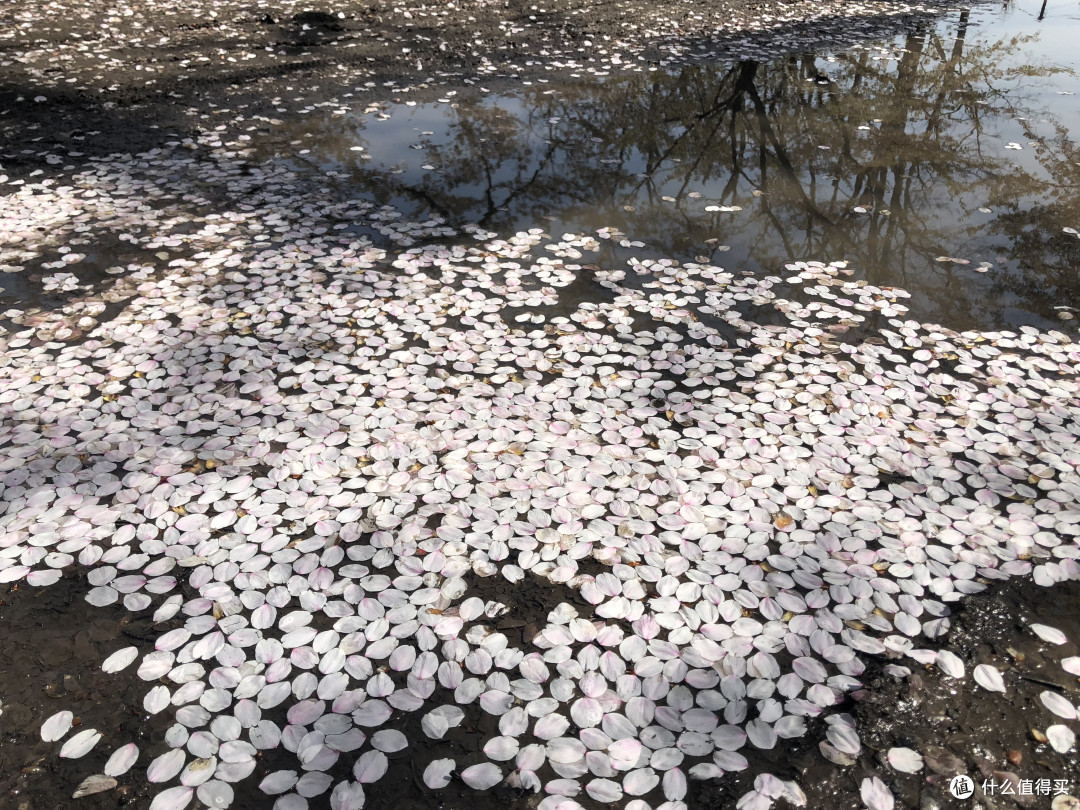 未见樱花却也迷醉—北海道七天八个地儿的暴走旅行(多图预警)下