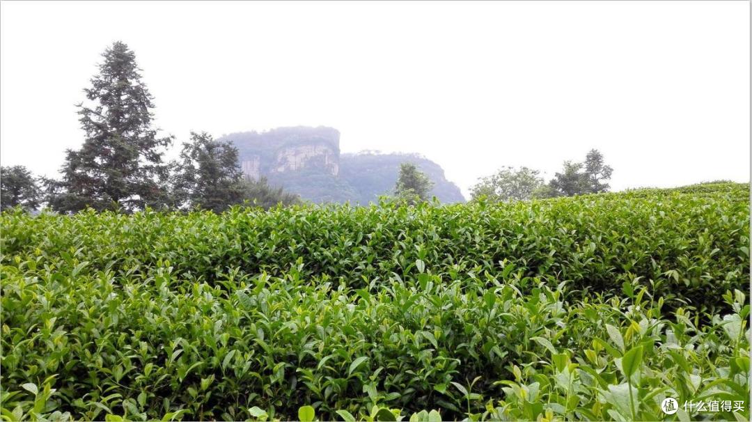 祁门红茶用的是当地种植区的中叶,中生种的"槠叶种"茶树,现在叫祁门种