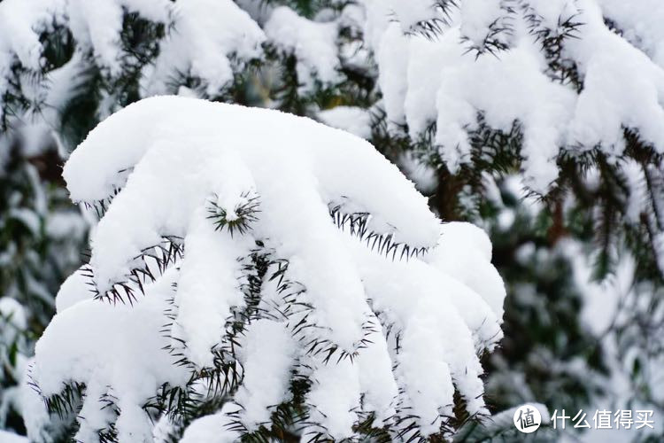 雪压青松挺且直