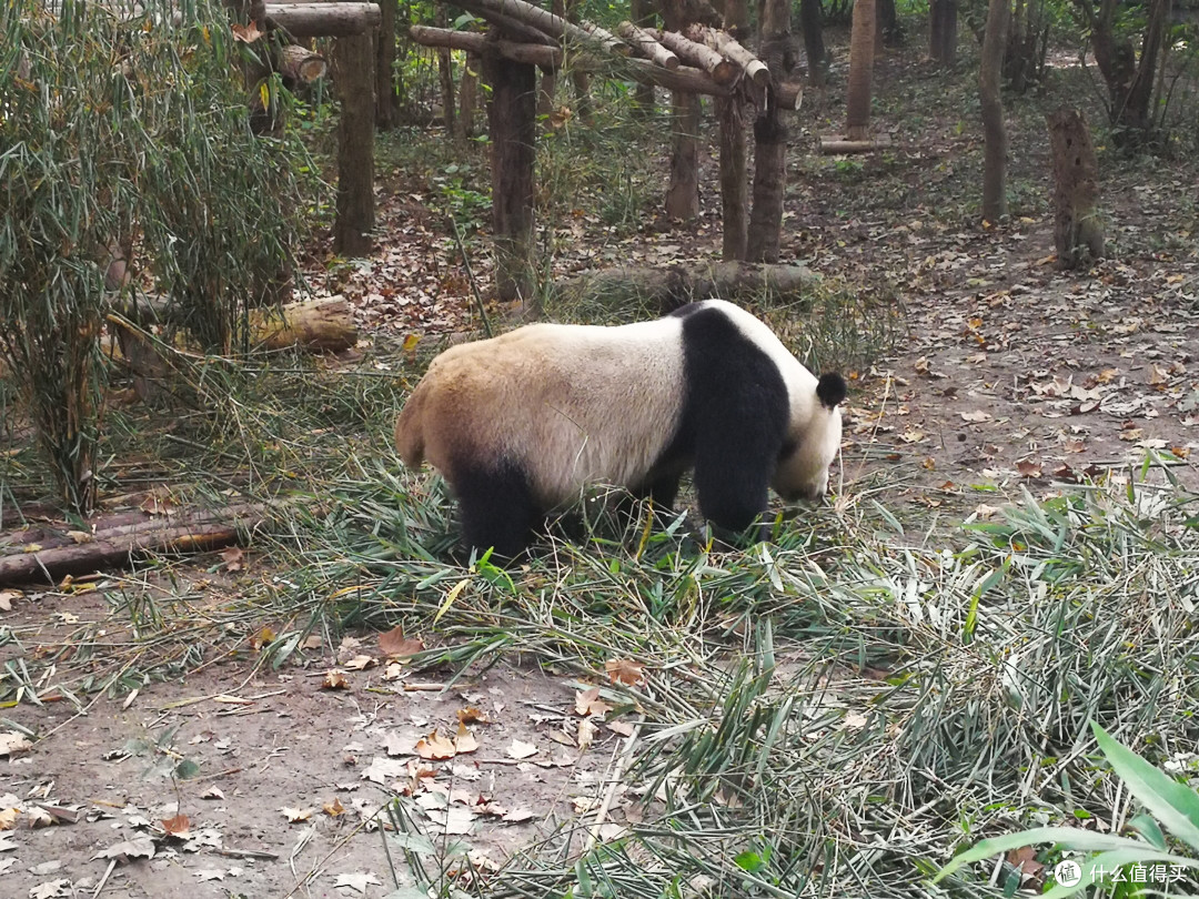 佛系周末二刷成都之旅