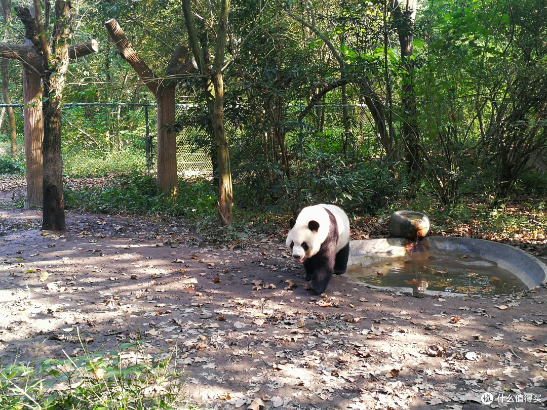 佛系周末二刷成都之旅