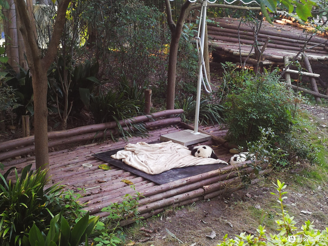 小熊猫宝宝