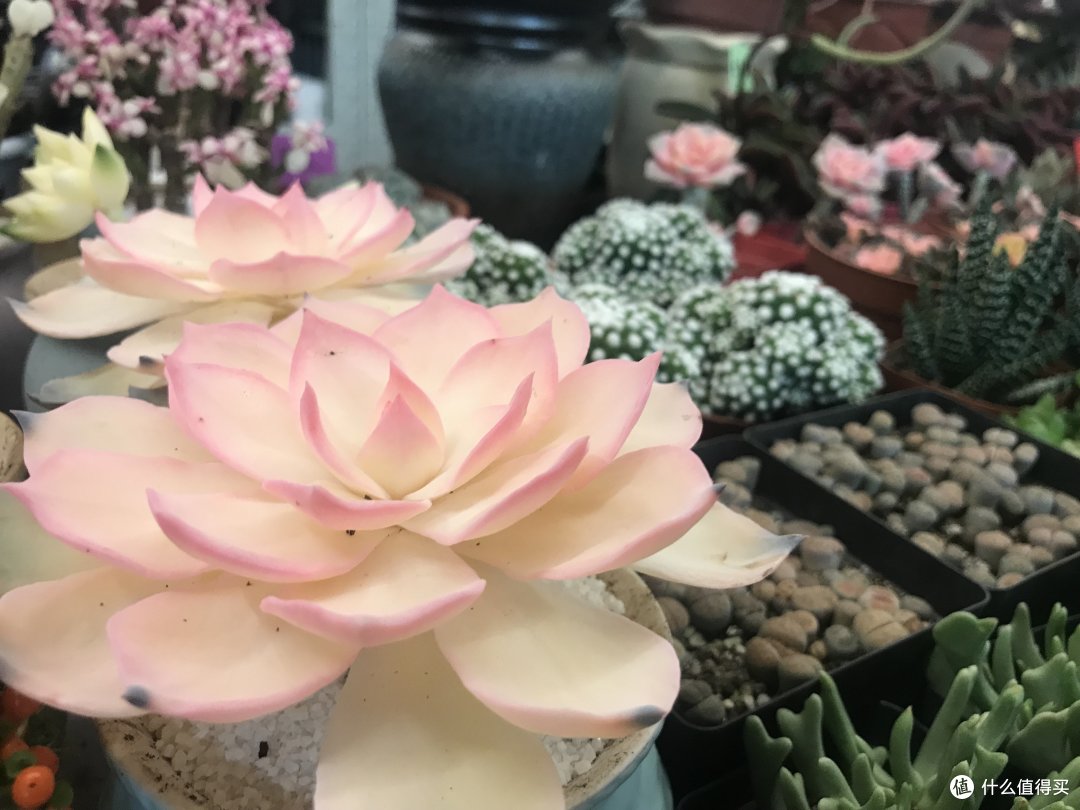 阳光+蓝天+樱花+海鸥+古城，我的元旦云南旅行
