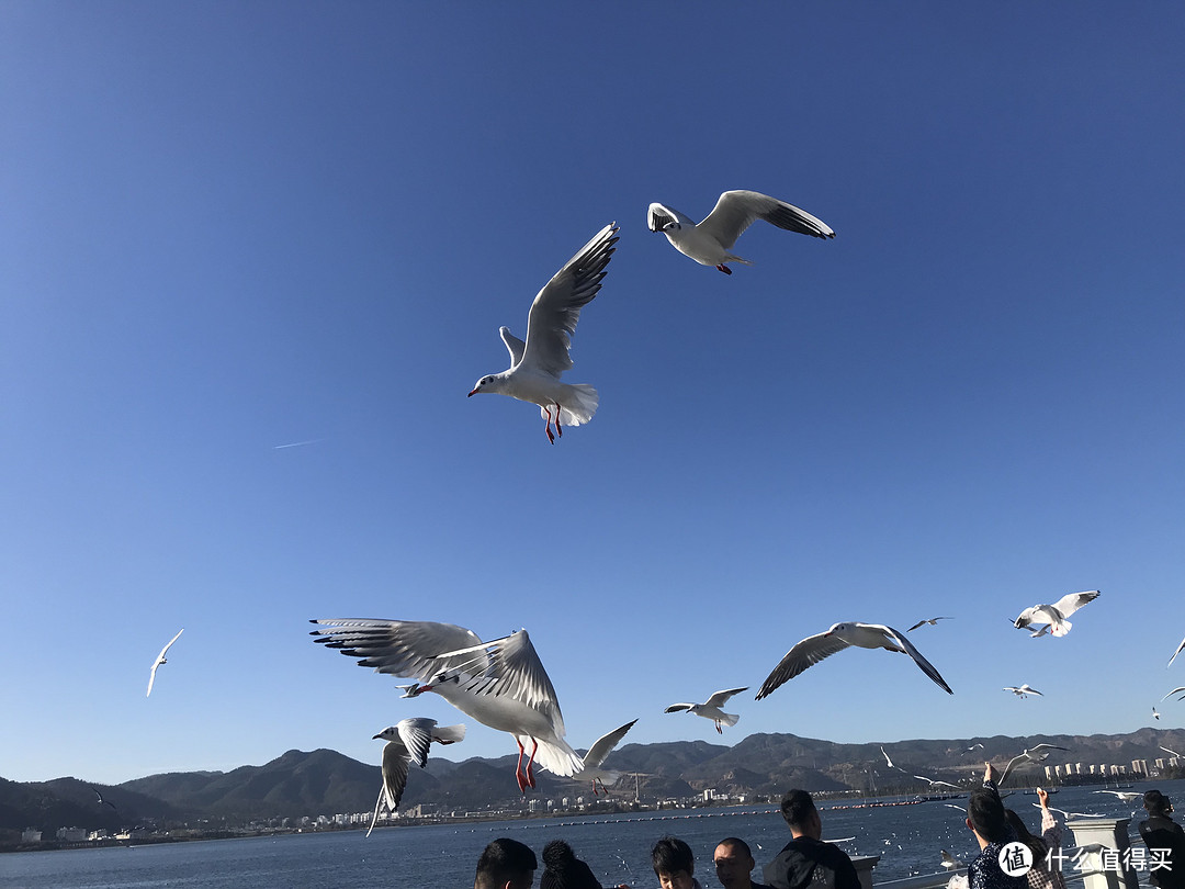 阳光+蓝天+樱花+海鸥+古城，我的元旦云南旅行