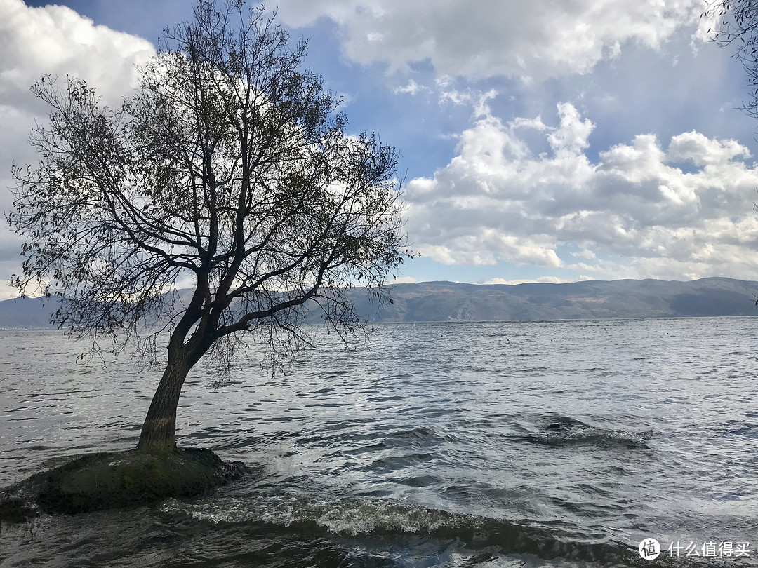 阳光+蓝天+樱花+海鸥+古城，我的元旦云南旅行