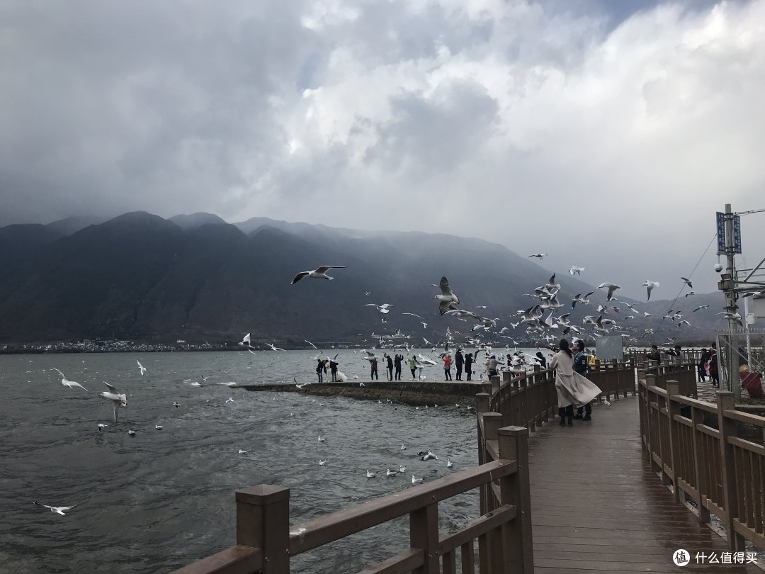 阳光+蓝天+樱花+海鸥+古城，我的元旦云南旅行
