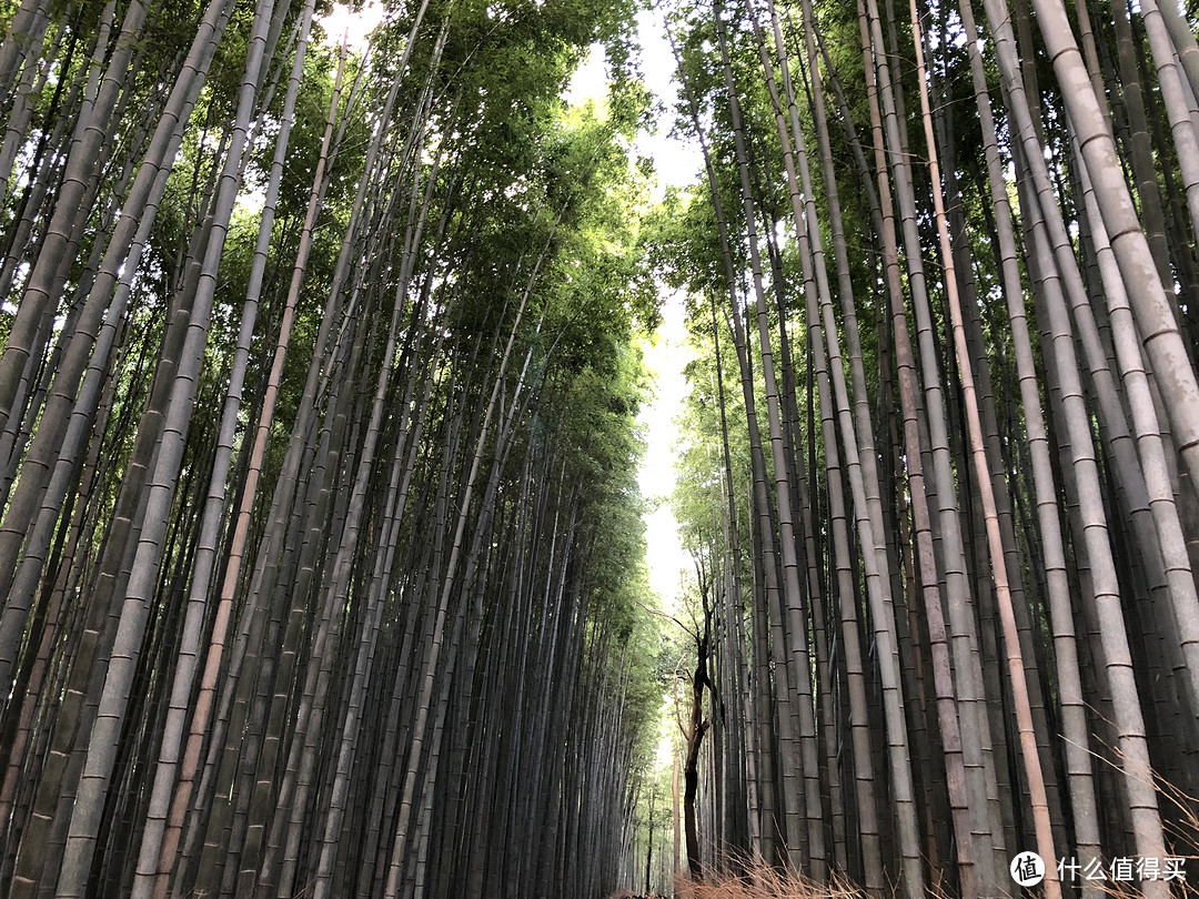 第3次自由行追寻日本枫叶季—关西8天7晚