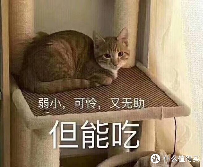 春运回家路上吃什么？这些！