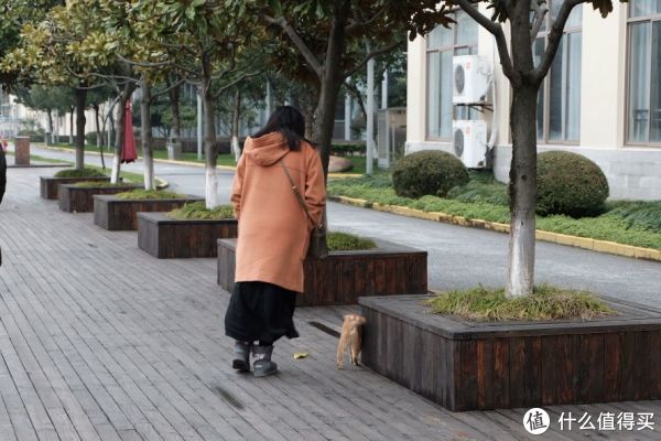 女朋友与流浪猫