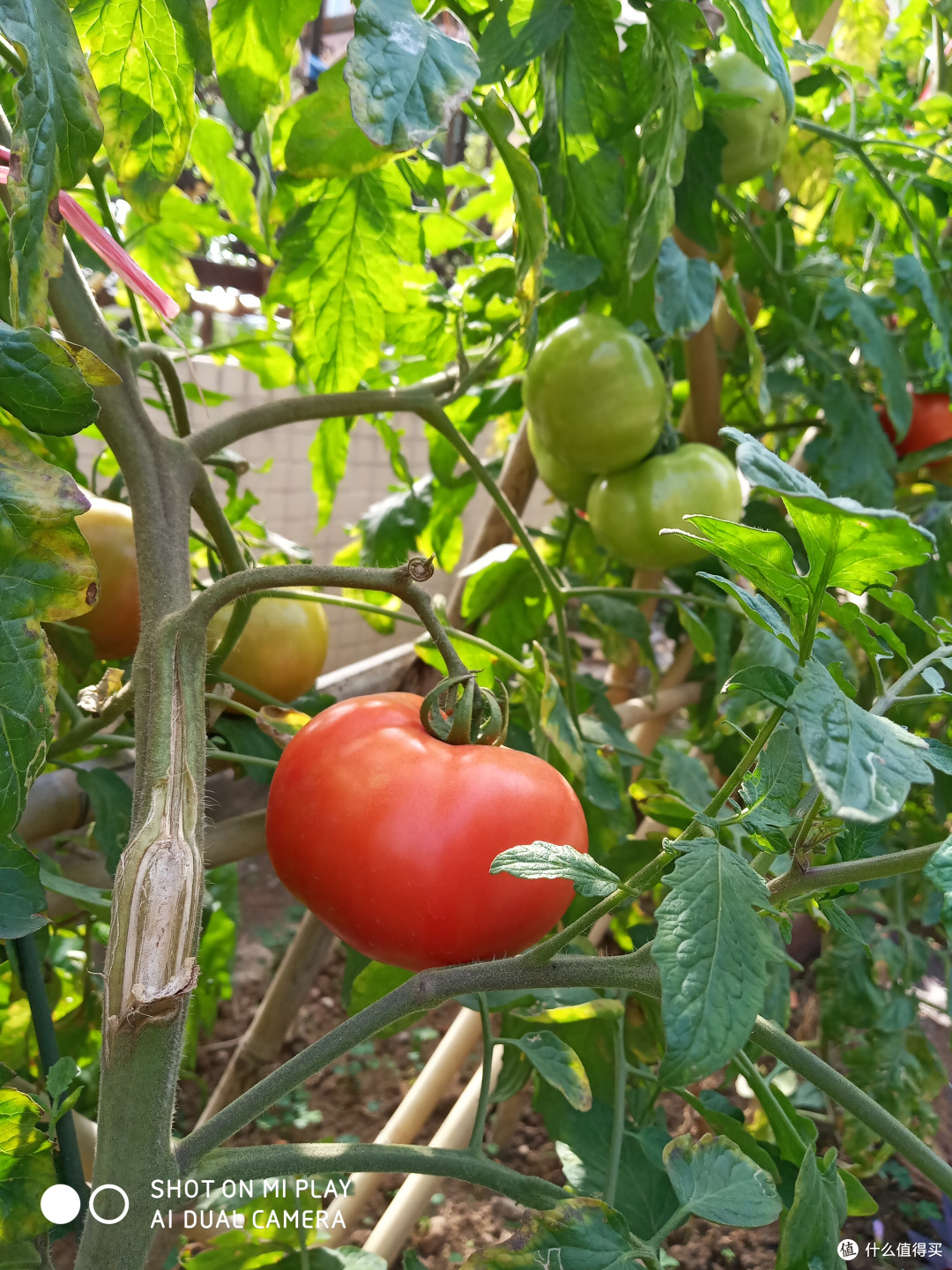 最便宜的小米手机，轻便顺畅PLAY - 小米 PLAY 智能手机体验