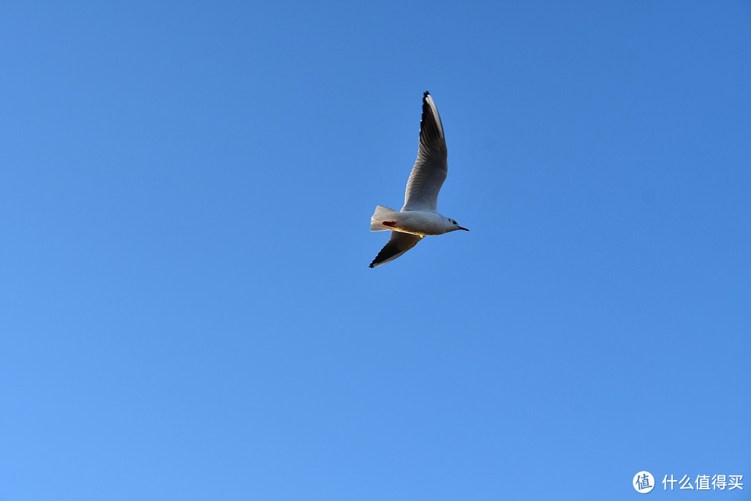 D7500的高速抓拍加18-300长焦配合打鸟