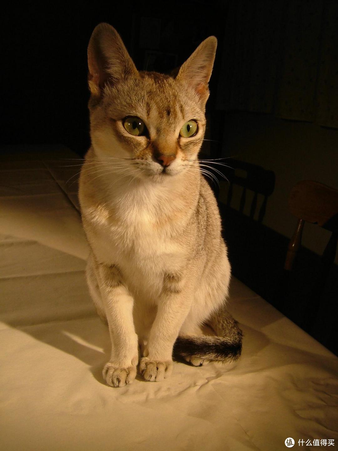 来啊,一起吸猫啊,猫控必备!杯子上的世界名猫大百科 DUNOON丹侬 猫的世界