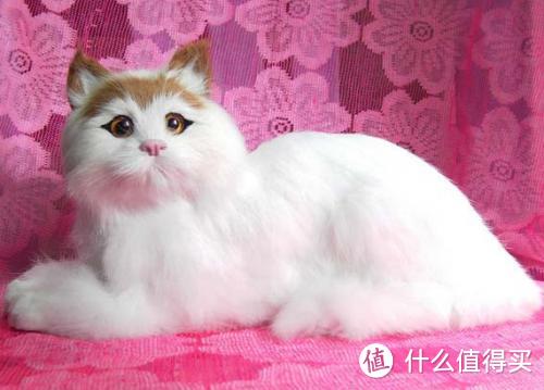 来啊,一起吸猫啊,猫控必备!杯子上的世界名猫大百科 DUNOON丹侬 猫的世界