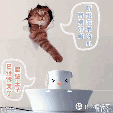 测评|何方神级饮水器?隔壁主子都馋哭了!
