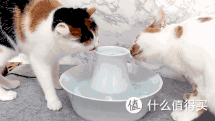 测评|何方神级饮水器?隔壁主子都馋哭了!