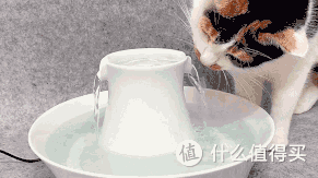 测评|何方神级饮水器?隔壁主子都馋哭了!