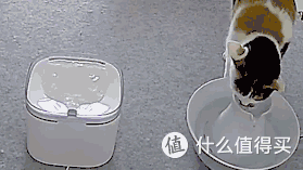 测评|何方神级饮水器?隔壁主子都馋哭了!