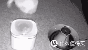 测评|何方神级饮水器?隔壁主子都馋哭了!