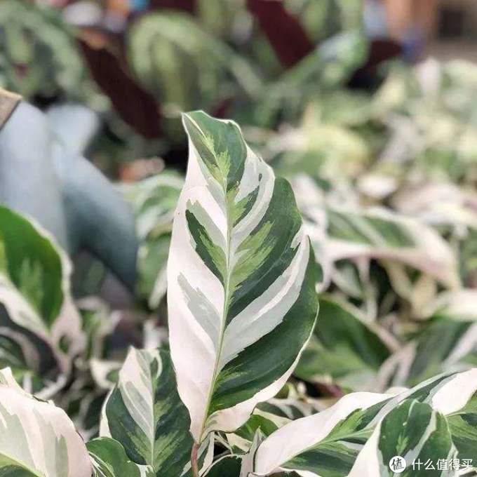 Fushion white `油画竹芋 此物只应天上有