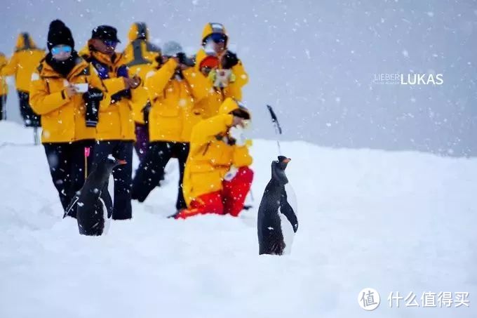 看雪别只知道北海道，南极旅行家带你玩转这个冷门炫酷的冰雪世界！