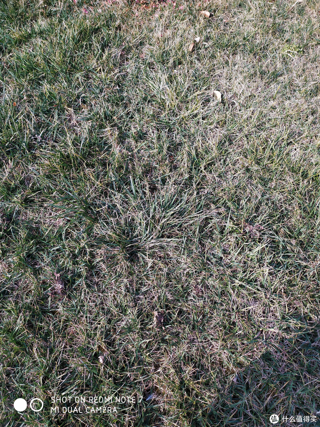 草坪显得特别干枯，虽然是冬天，但实际也没那么冷，草坪还是绿的，白平衡再次翻车