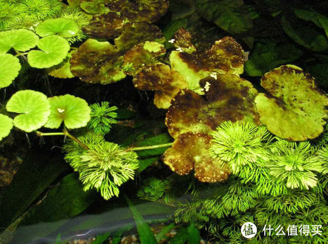 褐藻